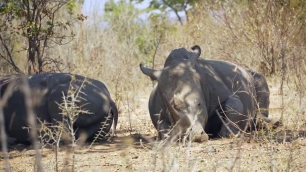 Úžasné Detailní Záběr Skupiny Divokých Nosorožců Odpočívajících Africké Savaně — Stock video