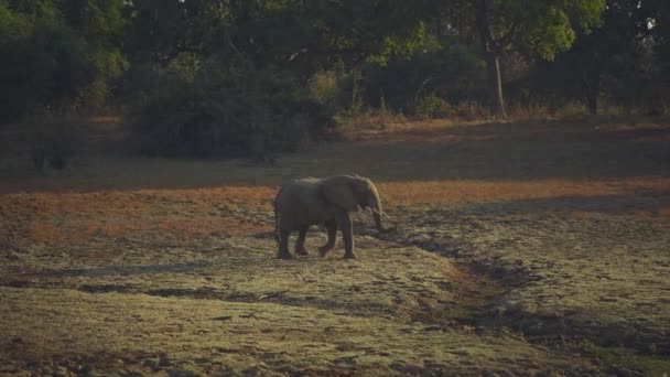 在真正的非洲大草原上 一只巨大的雄性野生非洲象令人难以置信的特写 — 图库视频影像