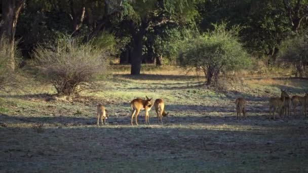 Amazing Close Herd Impala Real African Savannah — Stock Video