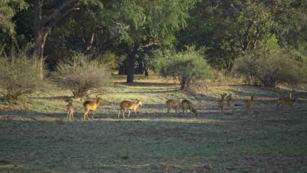 Úžasné Detailní Záběr Stádo Impala Skutečné Africké Savany — Stock video