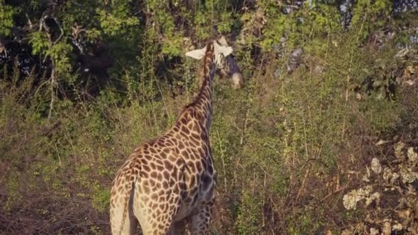 Неймовірний Зблизька Прекрасний Дикий Левиця Відпочиває Після Полювання Справжню Африканську — стокове відео