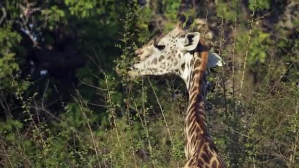 Neuvěřitelné Detailní Záběr Krásné Divoké Lvice Odpočívající Lovu Skutečné Africké — Stock video