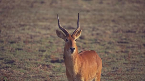 Geweldige Close Van Een Prachtige Wilde Impala Echte Afrikaanse Savanne — Stockvideo