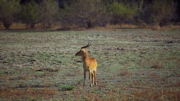 在真正的非洲大草原上一个美丽的野生美洲驼的惊人的特写 — 图库视频影像