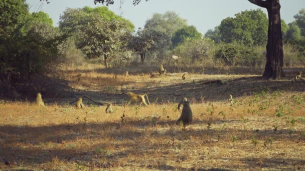 Incroyable Gros Plan Groupe Babouins Dans Savane Africaine — Video