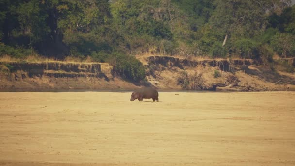 Increíble Primer Plano Enorme Hipopótamo Africano Orilla Del Río — Vídeos de Stock