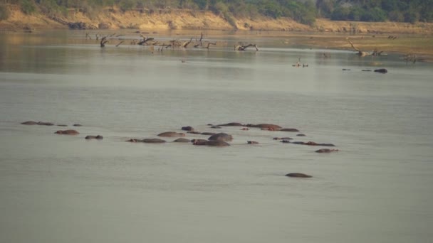 Fantastisk Närbild Stor Flock Afrikanska Flodhästar Vattnen Afrikanska Floden — Stockvideo
