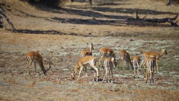 Fantastisk Närbild Flock Impala Den Verkliga Afrikanska Savannen — Stockvideo
