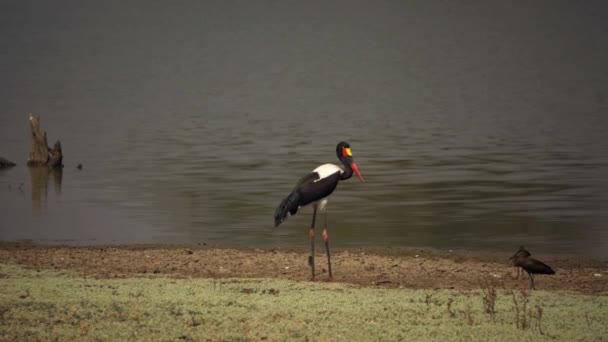河堤上一只野生马鞍嘴鹤惊人的特写镜头 — 图库视频影像