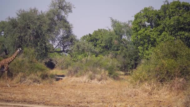 Niesamowite Zbliżenie Pięknej Dzikiej Lwicy Odpoczywającej Polowaniu Prawdziwej Afrykańskiej Sawannie — Wideo stockowe