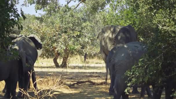 在真正的非洲大草原上 一群非洲野生大象的难以置信的特写 — 图库视频影像