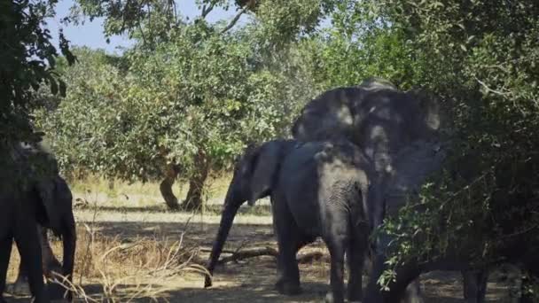 Hihetetlen Közelkép Egy Csapat Afrikai Vad Elefántról Valódi Afrikai Szavannában — Stock videók