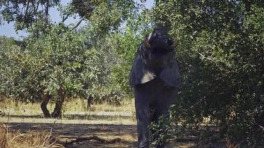 Afrika 'nın gerçek savanasında dev bir Afrika filinin büyük bir ağacı yemesi inanılmaz.