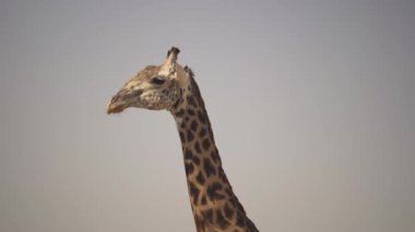 Gerçek Afrika bozkırında güzel bir vahşi zürafanın inanılmaz yakın çekimi..