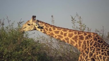Gerçek Afrika bozkırında akasya bitkisini yiyen güzel bir zürafanın inanılmaz yakın çekimi..