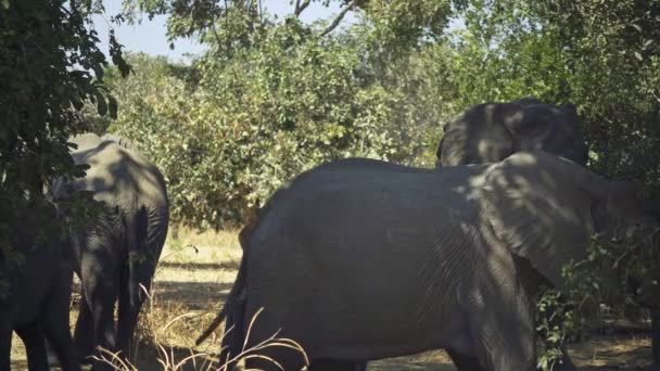 Ongelooflijke Close Van Een Groep Wilde Afrikaanse Olifanten Echte Afrikaanse — Stockvideo