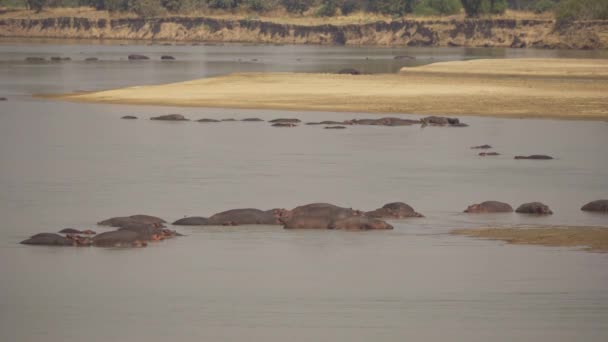 アフリカの川の水の中にアフリカのカバの大きな群れの驚くべきクローズアップ — ストック動画