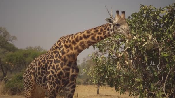 Niesamowite Zbliżenie Pięknej Dzikiej Żyrafy Jedzącej Roślinę Akacji Prawdziwej Afrykańskiej — Wideo stockowe