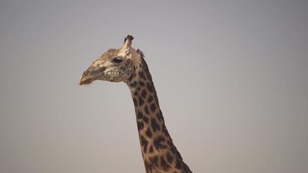 Niesamowite Zbliżenie Pięknej Dzikiej Żyrafy Prawdziwej Afrykańskiej Sawannie — Wideo stockowe