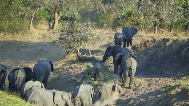 Otroligt Närbild Stor Grupp Vilda Afrikanska Elefanter Som Korsar Flod — Stockvideo