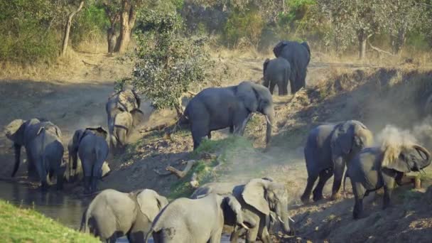 Величезний Зблизька Великий Гурт Диких Африканських Слонів Переходять Річку — стокове відео
