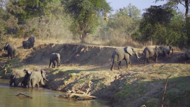 Величезний Зблизька Великий Гурт Диких Африканських Слонів Переходять Річку — стокове відео