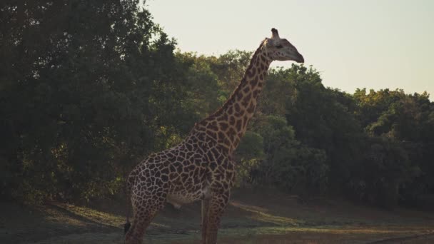 Невероятный Крупный План Красивого Дикого Жирафа Настоящей Африканской Саванне — стоковое видео