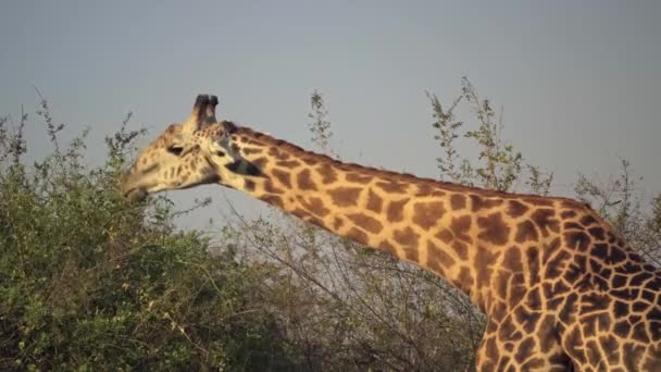 Incredibile Primo Piano Una Bella Giraffa Selvatica Che Mangia Una — Video Stock