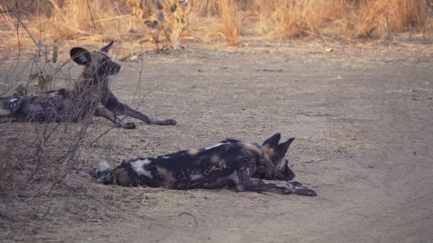 アフリカのサバンナで野生の犬の群れの驚くべきクローズアップ — ストック動画