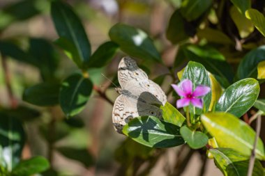 A close up of a wonderful junonia atlites butterfly on a flower