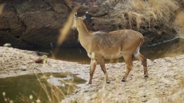 An amazing close-up of a wild female sambar deer drinking water