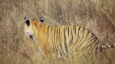 An amazing closeup of a beautiful huge wild tiger
