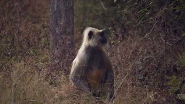 Amazing Close Wild Gray Langur — Vídeos de Stock