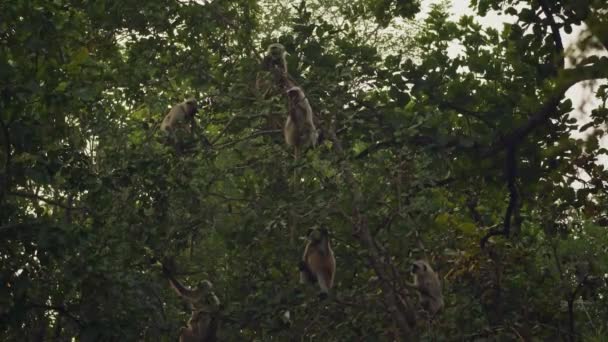 Amazing Close Small Group Wild Gray Langurs — Vídeo de stock