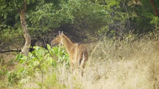 Amazing Close Wild Female Sambar Deer — Stockvideo