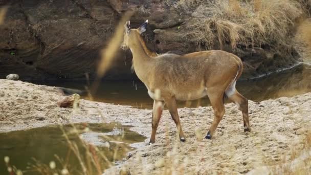 Amazing Close Wild Female Sambar Deer Drinking Water — Stockvideo
