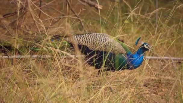 Amazing Close Beautiful Peacock Wild — Vídeos de Stock