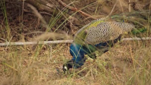 Amazing Close Beautiful Peacock Wild — Vídeos de Stock