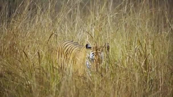 Amazing Closeup Beautiful Huge Wild Tiger — Stock video