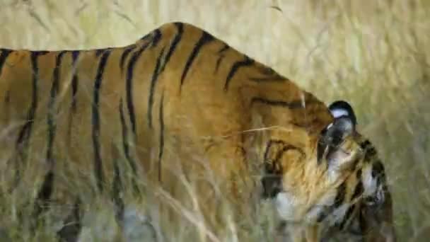 Amazing Closeup Beautiful Huge Wild Tiger — Vídeos de Stock