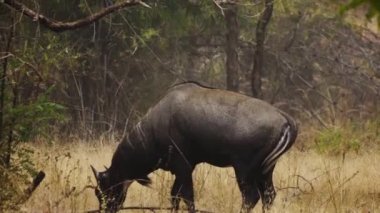 Vahşi bir erkek olan Nilgai 'nin (mavi boğa) ormanda yemek yerken inanılmaz yakın plan çekimi..