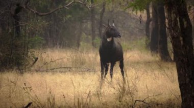 Vahşi bir erkek olan Nilgai 'nin (mavi boğa) ormanda yemek yerken inanılmaz yakın plan çekimi..