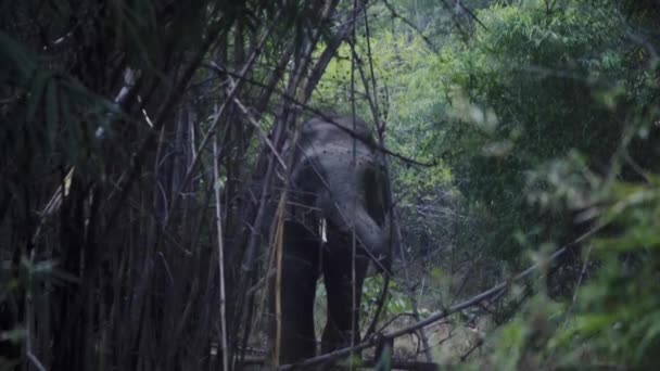 Incrível Close Enorme Elefante Indiano Selvagem Comendo Selva — Vídeo de Stock