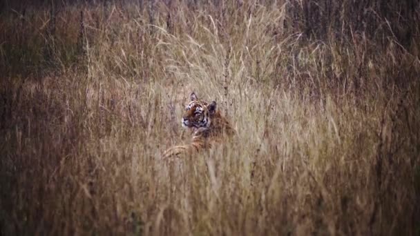 Otroligt Närbild Enorm Vild Tiger Vilar Gräset — Stockvideo