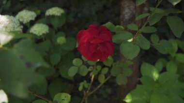 Özgün taç yapraklarıyla güzel bir gül çiçeğinin yakın çekimi..