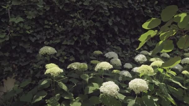 Gros Plan Une Splendide Plante Hortensia Blanche Symbole Amour Avec — Video
