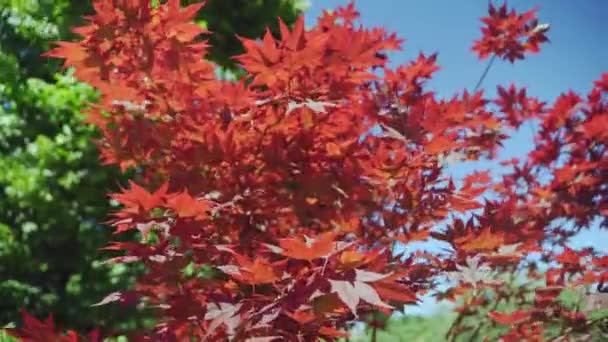 Zbliżenie Japońskiego Klonu Palmowego Charakterystycznymi Czerwonymi Liśćmi Sezonie Wiosennym — Wideo stockowe
