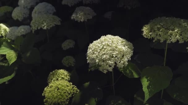 Fechar Uma Esplêndida Planta Hortênsia Branca Símbolo Amor Com Suas — Vídeo de Stock
