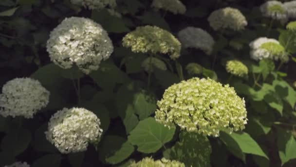 Zbliżenie Wspaniałej Białej Rośliny Hortensji Symbolu Miłości Charakterystycznymi Kwiatami — Wideo stockowe