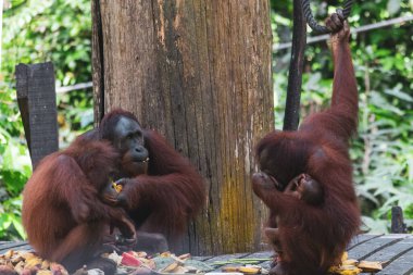 Bir grup yabani orangutan 'ın inanılmaz yakın çekimi.